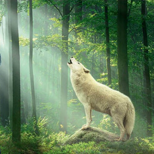 Ojczyzną wody Rodowita jest Roztocze pełne dzikiego, nieskalanego piękna, zaś jej patronką silna i majestatyczna - biała wilczyca.