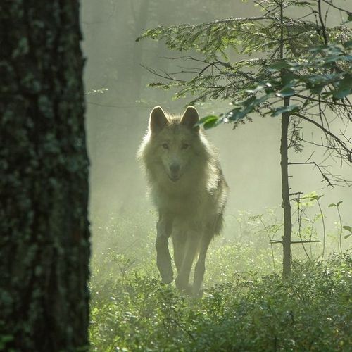 Ojczyzną wody Rodowita jest Roztocze pełne dzikiego, nieskalanego piękna, zaś jej patronką silna i majestatyczna - biała wilczyca.