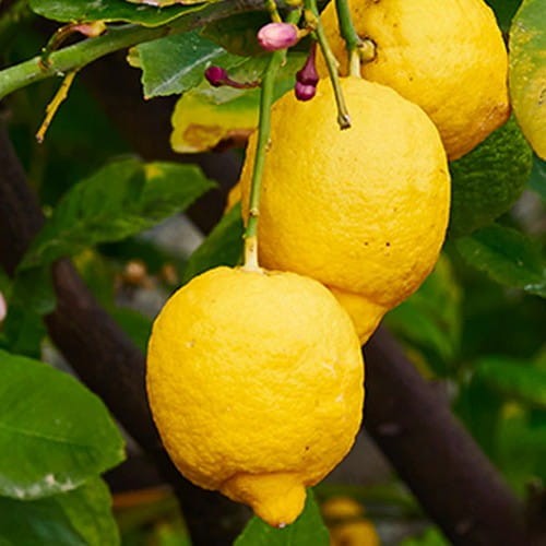 Cedrata Sanpellegrino jest stworzona z orzeźwiającej i intensywnie aromatycznej mieszanki opartej na owocach cytrusowych. Swoim niepowtarzalnym smakiem wnosi mieszankę koloru i witalności w chwilach przerwy między obowiązkami.