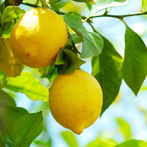 San Pellegrino La Limonata powstaje z dojrzałych, ekologicznych cytryn z Sycylii