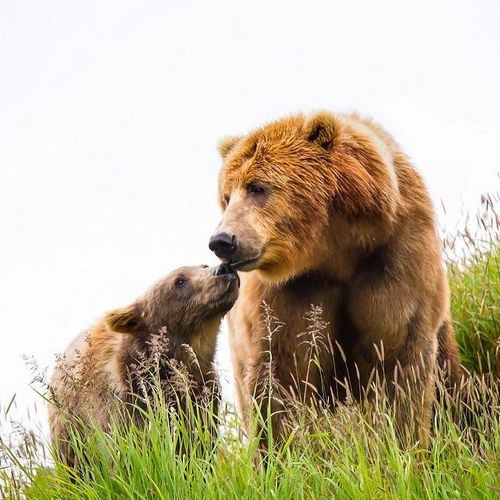 Niedźwiedź jest symbolem wody Ursu9